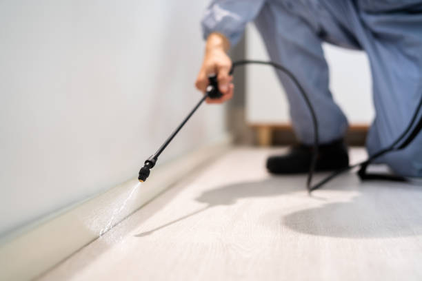 Licensed Termite Control service in Bridgeport, CT - Nex Pest Control