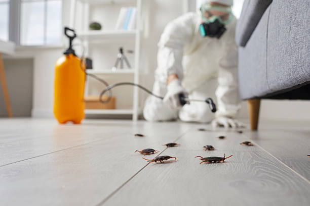 Affordable Termite Control solutions in Bridgeport, CT
